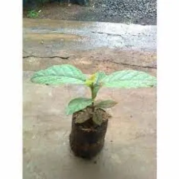 Leaves Teak Plant 9a-teak plant-9874748-79428.webp